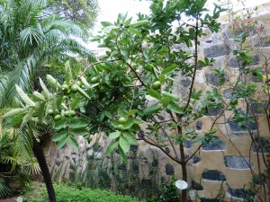 Psidium Guajava, of course!        